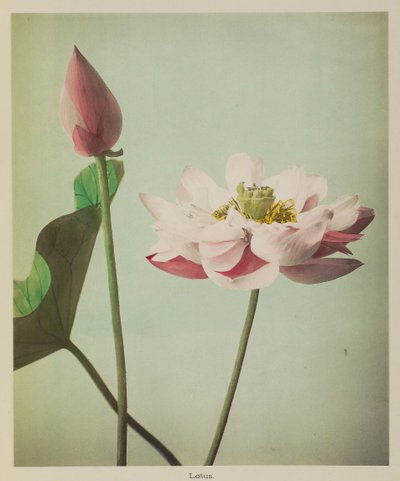 Lótus de Kazumasa Ogawa