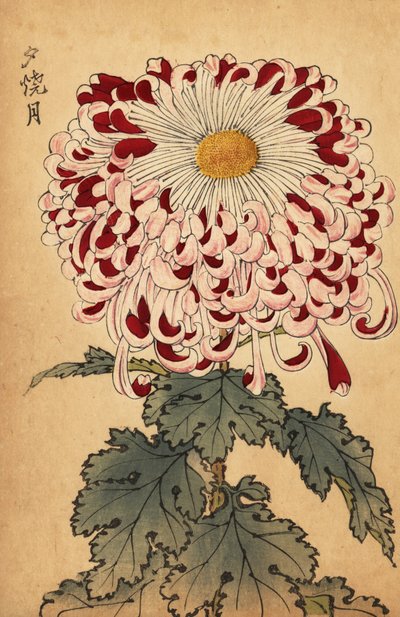 Carmesim híbrido e crisântemo de colher branca,1893 (gravura) de Keika Hasegawa