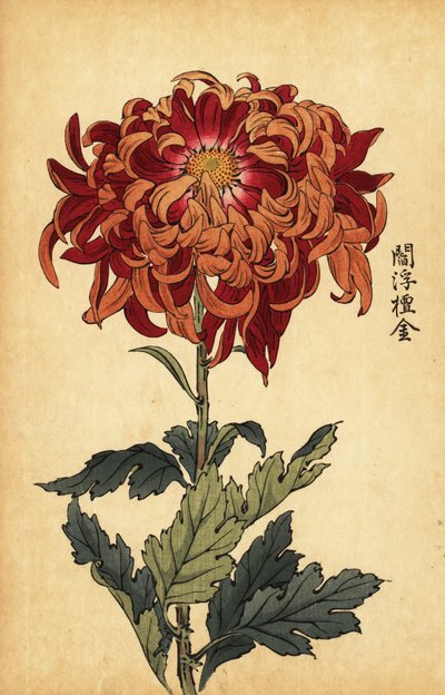 Híbrido laranja e crisântemo carmesim., 1893 (gravura) de Keika Hasegawa