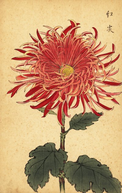 Crisântemo híbrido rosa e carmesim., 1893 (gravura) de Keika Hasegawa