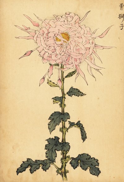 Crisântemo de aranha rosa híbrida.,1893 (gravura) de Keika Hasegawa