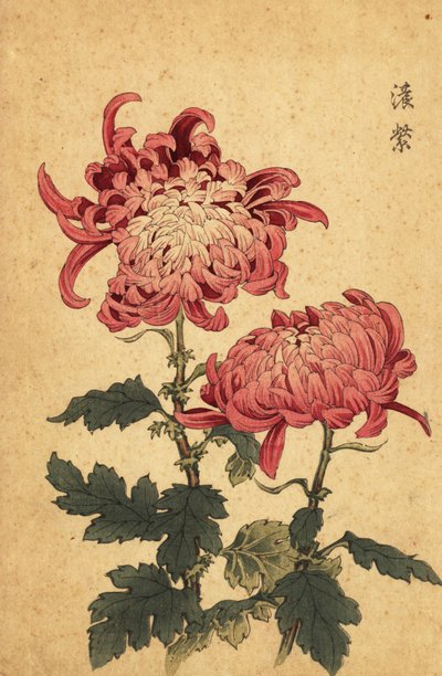 Crisântemo híbrido rosa-salmão,1893 (gravura) de Keika Hasegawa