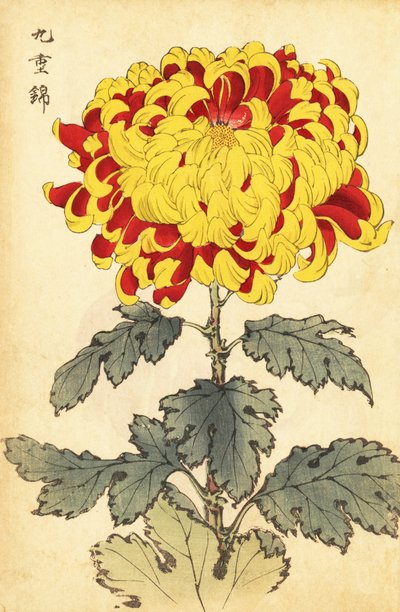 Crisântemo escarlate e amarelo híbrido., 1893 (gravura) de Keika Hasegawa