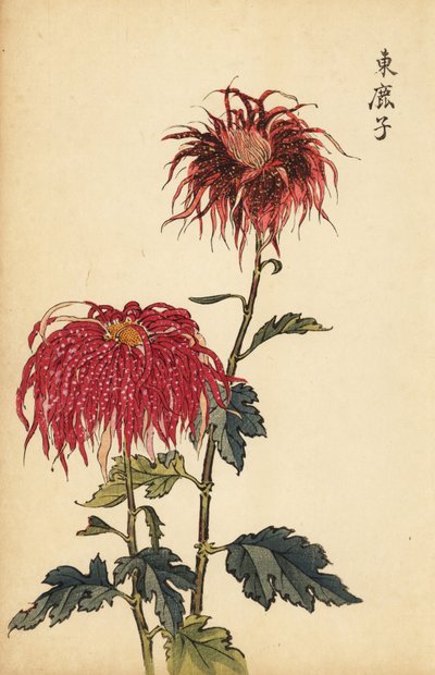 Crisântemo híbrido com manchas escarlate e quill rosa.,1893 (gravura) de Keika Hasegawa