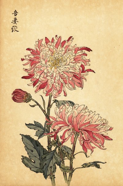 Crisântemo variegado híbrido branco e rosa., 1893 (gravura) de Keika Hasegawa