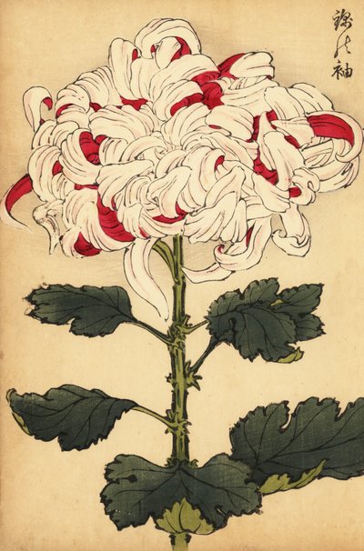 Crisântemo híbrido branco e escarlate.,1893 (gravura) de Keika Hasegawa