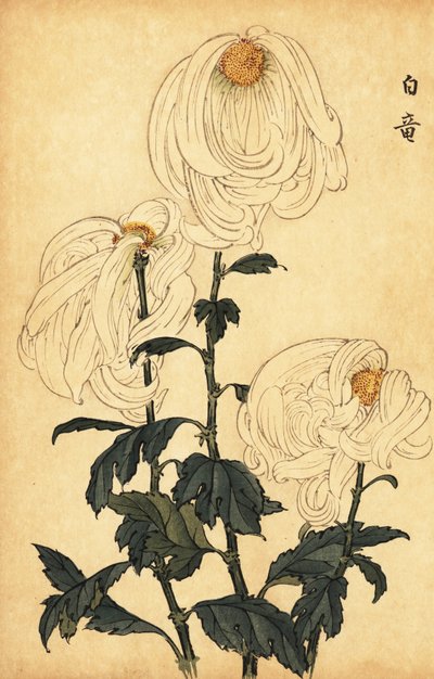 Crisântemo branco híbrido.,1893 (gravura) de Keika Hasegawa