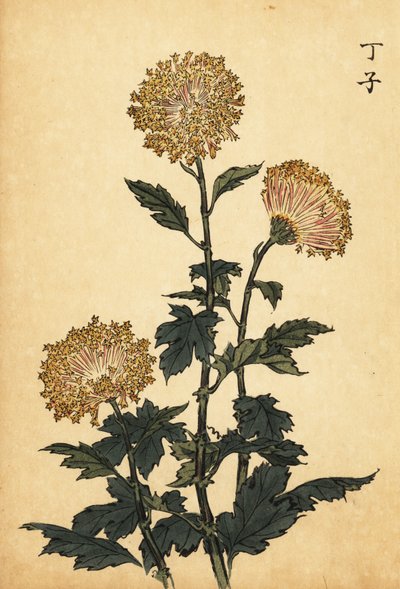 Crisântemo amarelo híbrido.,1893 (gravura) de Keika Hasegawa