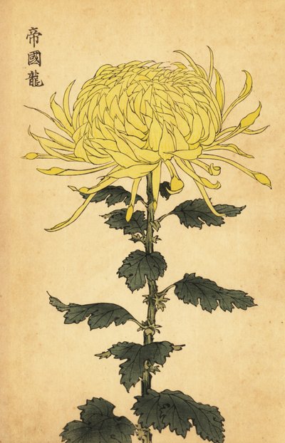 Crisântemo amarelo híbrido.,1893 (gravura) de Keika Hasegawa
