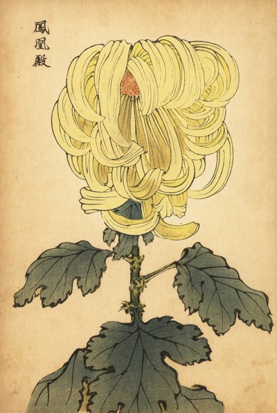 Crisântemo de curvas amarelas híbridas., 1893 (gravura) de Keika Hasegawa