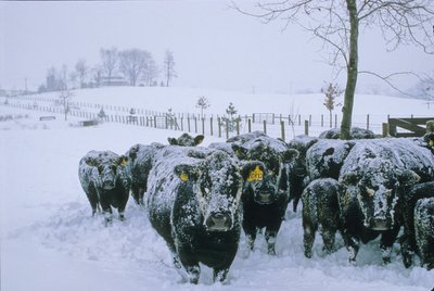 Gado, Condado de Fauquier, VA, inverno, neve, 2006 (foto) de Kenneth Garrett