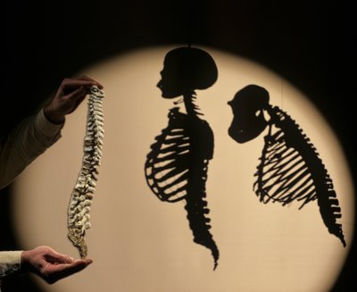 DOH, Os Primeiros Passos, Reconstrução da Coluna Vertebral, Bruce Latimer, Museu da Natureza de Cleveland... de Kenneth Garrett