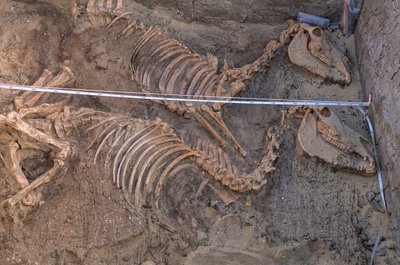 Escavação dos restos de dez burros junto a um recinto funerário real, Abydos, 2005 (foto) de Kenneth Garrett