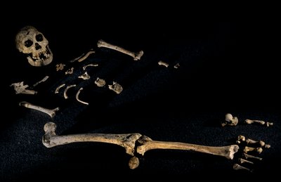 Esqueleto composto, com 1,80 m de altura, de indivíduos encontrados em Dmanisi, Dman..., 2008 (foto) de Kenneth Garrett