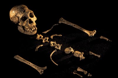 Esqueleto composto, com 1,80 m de altura, de indivíduos encontrados em Dmanisi, Dman..., 2008 (foto) de Kenneth Garrett