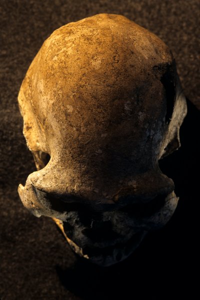 Crânio de Homo erectus, sem dentes, Dmanisi, Geórgia Sítio de Homo erectus de Kenneth Garrett