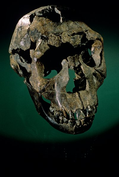 Turkana Boy, Quénia, Turkana Ocidental, Lago Turkana, KNMER-WT15000, H. erectus, Nariokotome..., 2008 (foto) de Kenneth Garrett