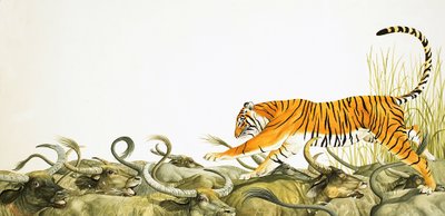 Um tigre a correr ao longo das costas de um búfalo de Kenneth Lilly