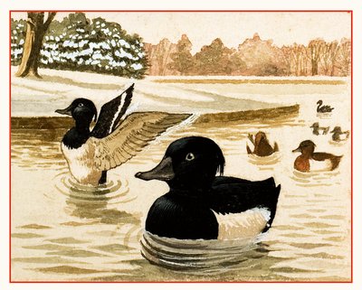 Patos e Drakes de Kenneth Lilly