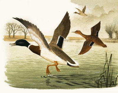 Patos e patos de Kenneth Lilly