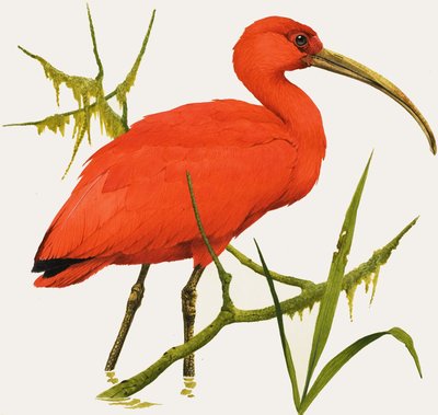 I de Ibis de Kenneth Lilly