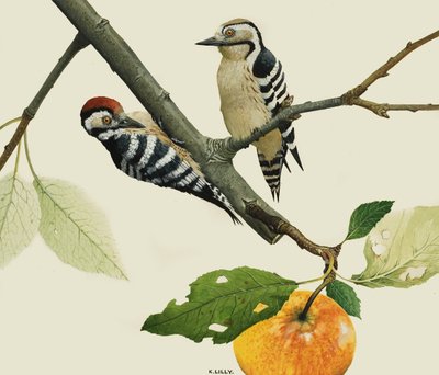 O pica-pau-malhado-pequeno, macho e fêmea de Kenneth Lilly