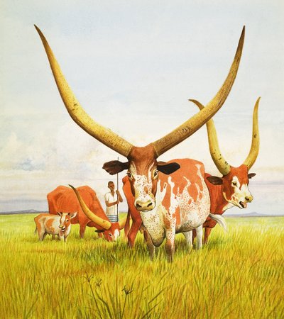 Os chifres mais compridos! ... Pertencem ao gado de chifres longos Bahima do Uganda de Kenneth Lilly