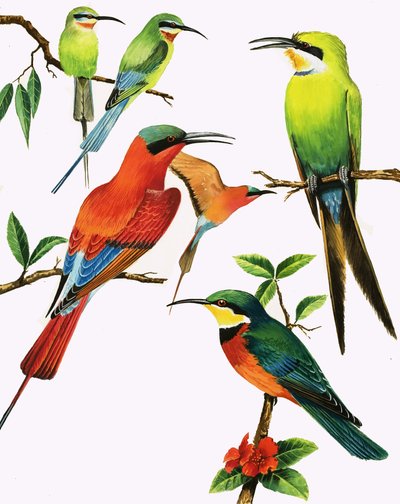 Montagem de aves não identificadas de Kenneth Lilly