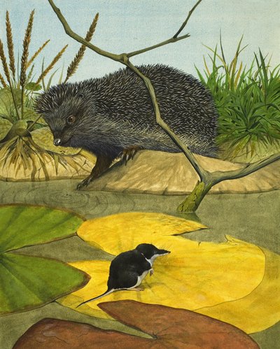 Musaranho-de-água e ouriço-cacheiro de Kenneth Lilly
