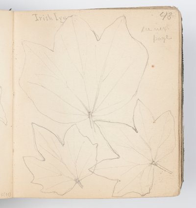 Página do sketchbook: folhas de hera irlandesas de Kenyon Cox