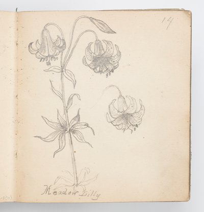 Página do Sketchbook: Meadow Lily de Kenyon Cox