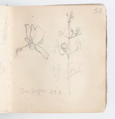 Página do Sketchbook: Esboço de Flor de Kenyon Cox