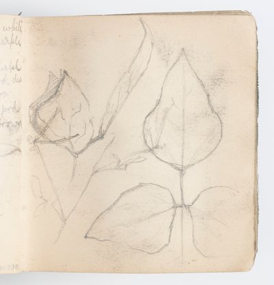 Página do Sketchbook: Estudo das Folhas de Kenyon Cox