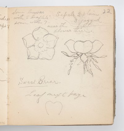 Página do Sketchbook: Sweet Briar de Kenyon Cox