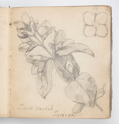Página do Sketchbook: Sweet Scented Syringa de Kenyon Cox