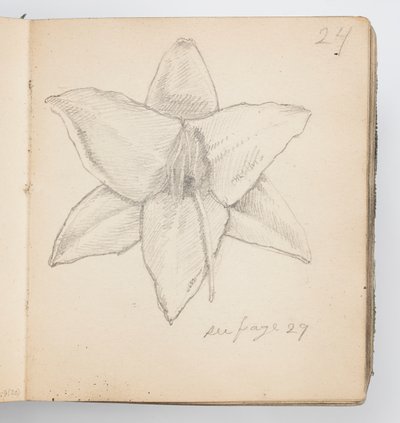 Página do Sketchbook: Lírio Amarelo de Kenyon Cox