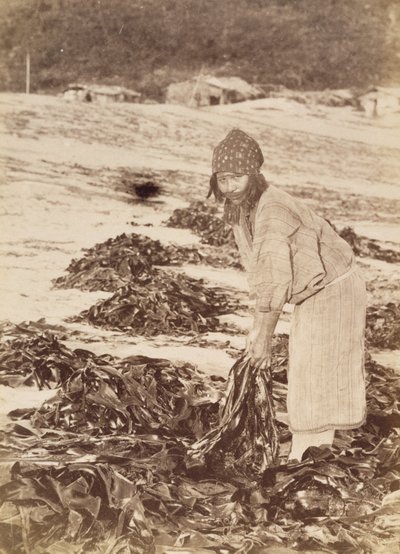 Mulher Ainu colhendo algas marinhas, por volta de 1900 (impressão em prata albúmen) de Kenzô Tamoto