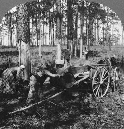 Em uma grande floresta de pinheiros, coletando terebintina, Carolina do Norte, EUA, final do século XIX ou início do século XX de Keystone View Company