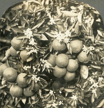 Flores alaranjadas e laranjas maduras que crescem na mesma árvore, Califórnia, c1900. de Keystone View Company