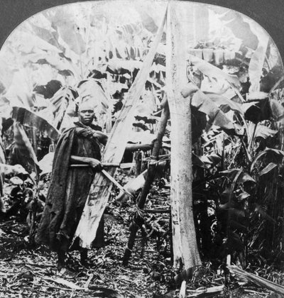 Casca de casca para confecção de tecido de casca, Uganda, final do século XIX ou início do século XX de Keystone View Company