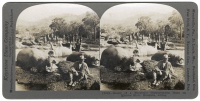 Resultado de uma manhã Hippopotamus Hunt no rio Mlembo, Rodésia, África, 1910 de Keystone View Company