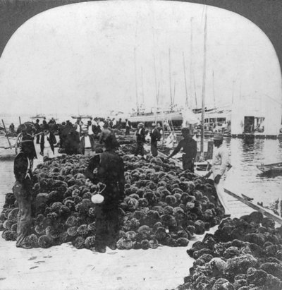 Mercado de esponja, porto de Key West, Flórida, EUA, c1900 de Keystone View Company