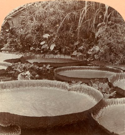 Thureza Lily, Jardim Botânico, Hamburgo, Alemanha, 1895. de Keystone View Company