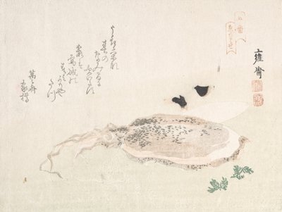 Cuttle Fish, início do século XIX. de Kikuchi Yosai