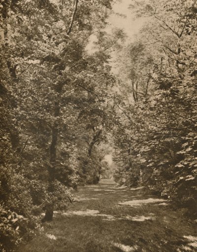 "A Woodland Glade Within A Few Hundred Yards of the Earl