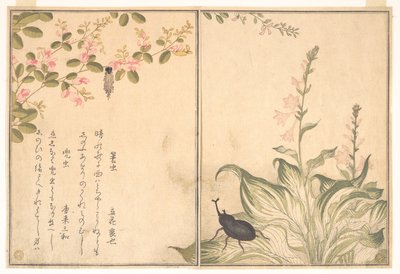  de Kitagawa Utamaro