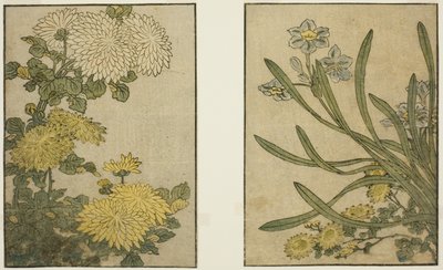 Crisântemo e Narciso, do livro ilustrado "Livro ilustrado: Flores das quatro estações (Ehon shiki no hana)", vol. 2 de Kitagawa Utamaro