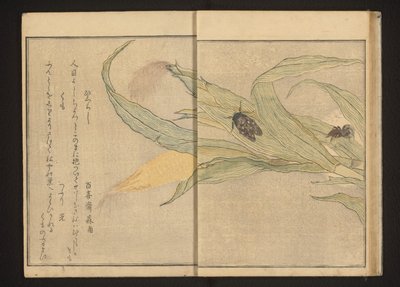 Cigarra e aranha no milho de Kitagawa Utamaro