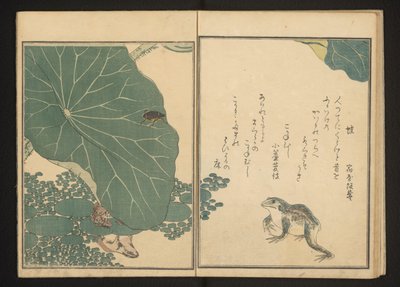 Sapos e inseto de ouro perto de lótus de Kitagawa Utamaro
