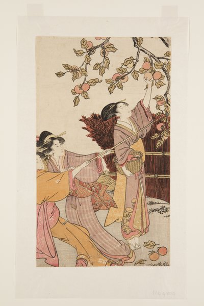Recolha de Persimmons (impressão em bloco de madeira a cores) de Kitagawa Utamaro